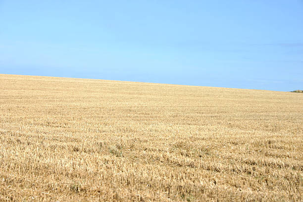 cornfield in autunno - korn foto e immagini stock