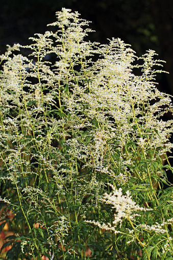 Artemisia lactiflora 'ivory' (White Chinese mugwort, ivory rue)
