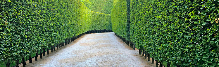 A path lined by a tall hedge.