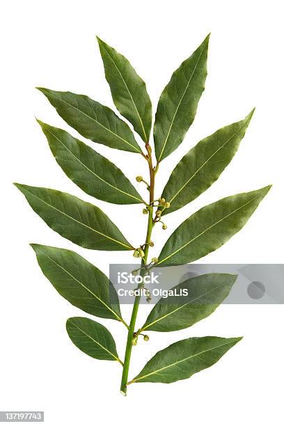 Bay Leaf Isoliert Auf Weißem Hintergrund Stockfoto und mehr Bilder von Ast - Pflanzenbestandteil - Ast - Pflanzenbestandteil, Ausgedörrt, Blatt - Pflanzenbestandteile
