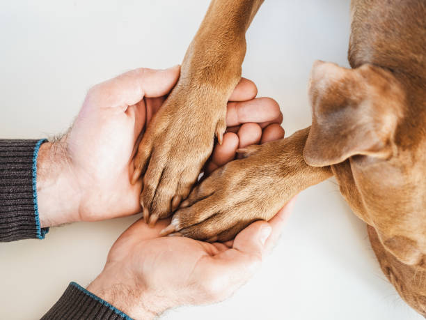 istock Male hands holding dog paws. Close-up, indoor 1371977623