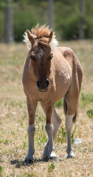 istock Small foal in the field 1371978824