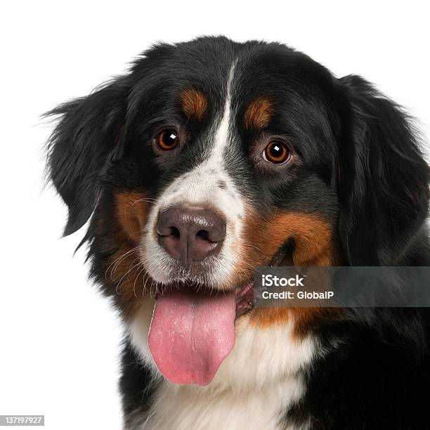 Closeup Of Boyero De Berna 12 Meses De Antigüedad Jadear Foto de stock y más banco de imágenes de Animal