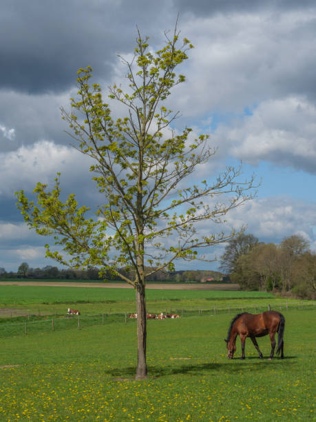 istock Horses on a meadow in the german westphalia at spring time 1371980976