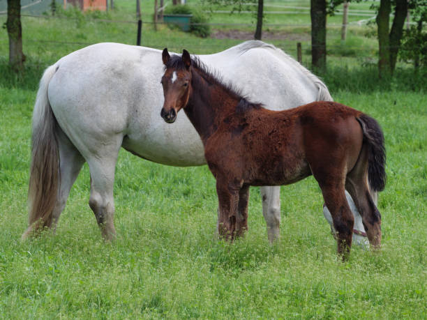istock Horses on a meadow in the german westphalia at spring time 1371981027