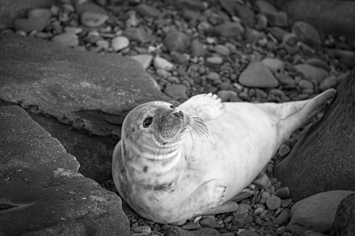 A Grey seal relaxing on the rocks off St Mary's Island, Whitley Bay.