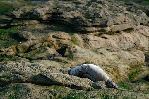 Grey seal relaxing on the rocks off St Mary's Island, Whitley Bay.