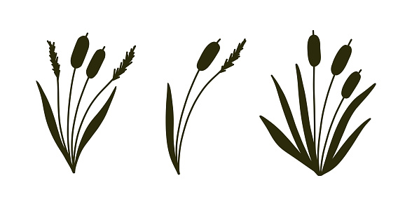 Reed Grass Silhouette. Black hand drawn Reeds Sketch. Vector set of isolated elements.