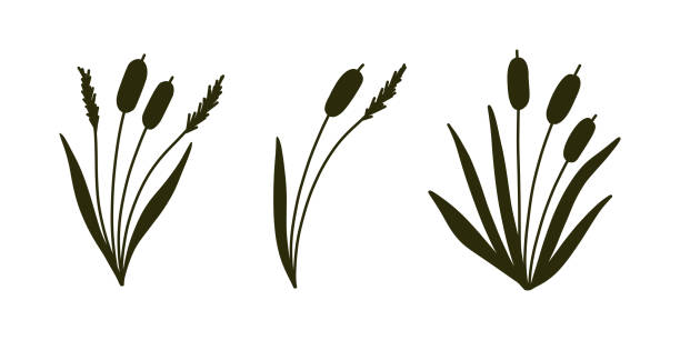 Reed Grass Silhouette. Black hand drawn Reeds Sketch. Reed Grass Silhouette. Black hand drawn Reeds Sketch. Vector set of isolated elements. cattail stock illustrations