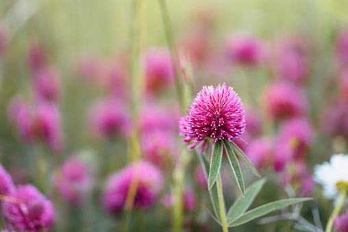 Summer floral background of flowering wild red clover