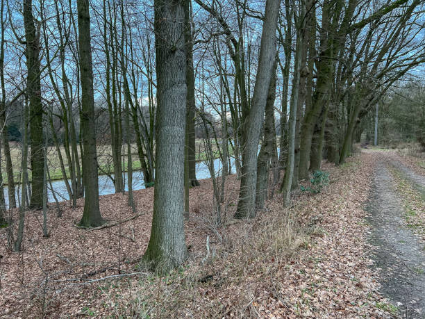 View of a river through some trees and next to a path in winter.