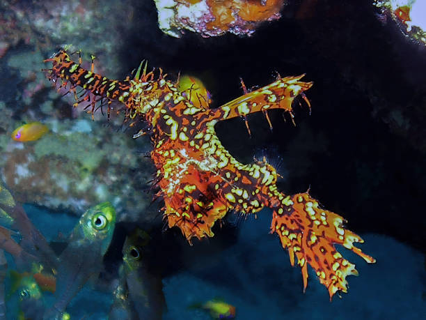 istock Ornate Ghost Pipefish (Solenostomus paradoxus) in the Red Sea, Egypt 1371981545