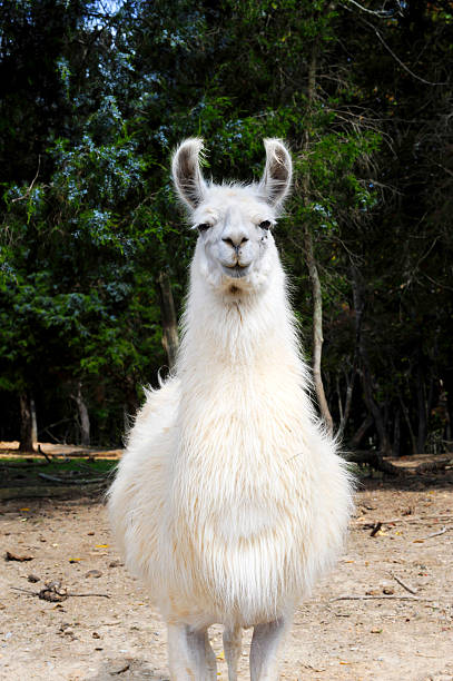 Lama - fotografia de stock