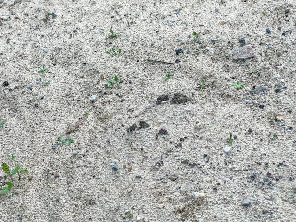 A sandy soil with a few stones and some green plants.