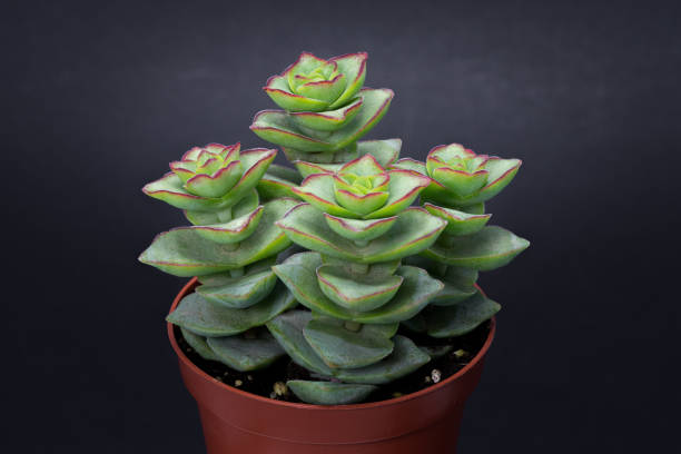 Beautiful group of crassula perforata in red pot isolated on black background Beautiful group of crassula perforata in red pot isolated on black background crassula stock pictures, royalty-free photos & images