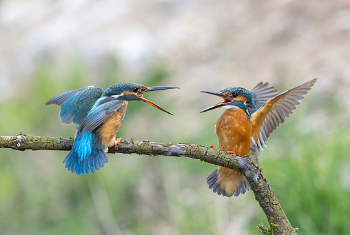 Two common kingfishers (Alcedo atthis), territorial fight.
