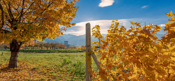 Autumn leaves of grapes in sunny day. Grapevine in the fall. Autumn vineyard. Soft focus. Dry grass and yellow leaves.