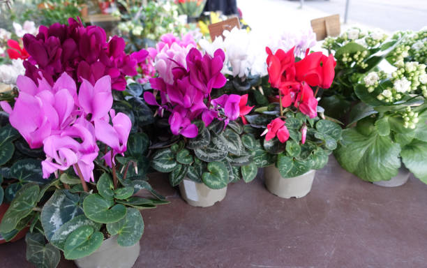 istock Potted Cyclamen  Flower Shop 1371985510