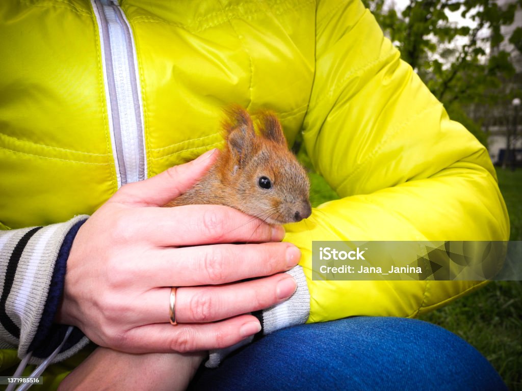 Woman dressed in a yellow jacket holds a tame squirrel in her hands in a spring park. Woman dressed in a yellow jacket holds a tame squirrel in her hands in a spring park. Animal care and pets concept. Hand Stock Photo