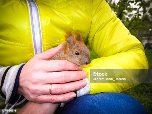 Woman Dressed In A Yellow Jacket Holds A Tame Squirrel In Her Hands In A Spring Park Stock Photo - Download Image Now