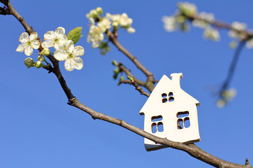 symbol of a house and a branch of a flowering fruit tree against the blue sky