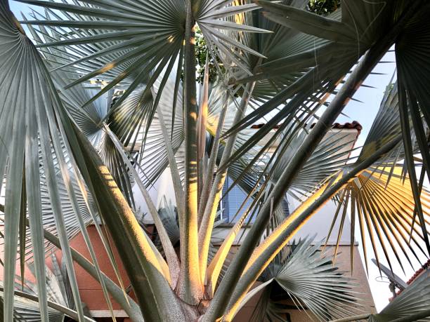 istock Bismarchia Nobilis (Blue palm) 1371986882