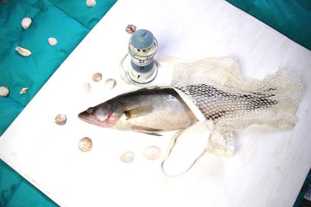 wet fish