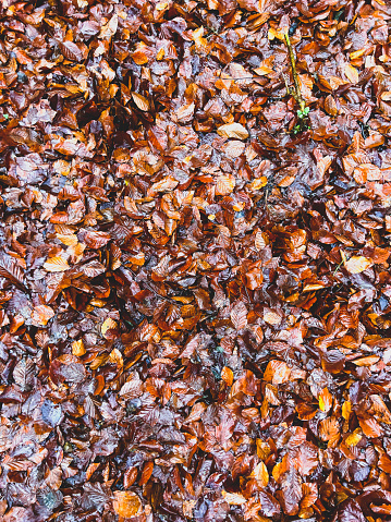 Autumn foliage on the ground as texture or background in wet weather.