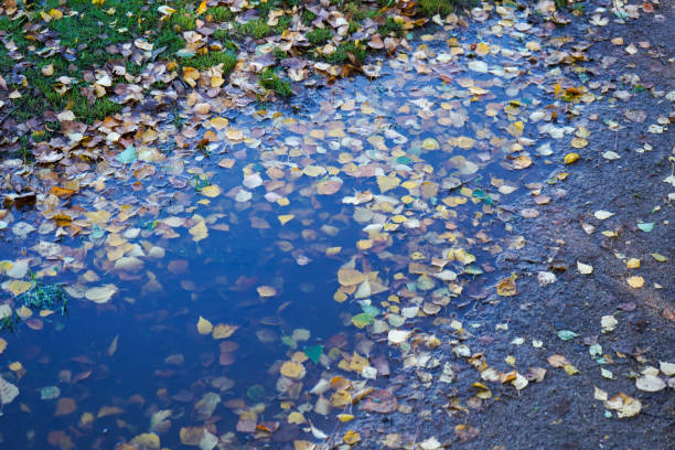 Close up of a puddle covered in fallen leaves