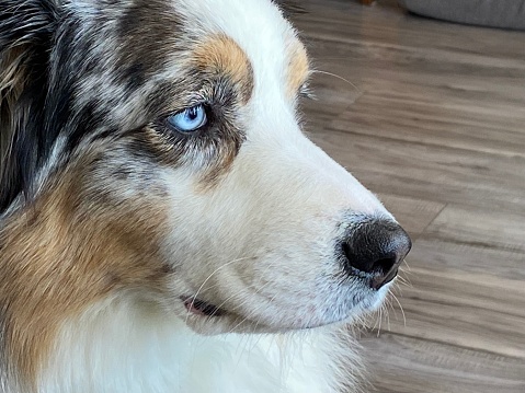 Close up image of an Australian Shepard, domestic dog indoors in natural light looking away.