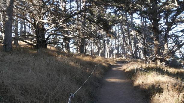 숲이나 나무의 길, 숲의 흔적. 수분이 많은 소나무 사이프러스 나무. 캘리포니아 - twisted branch tree california 뉴스 사진 이미지