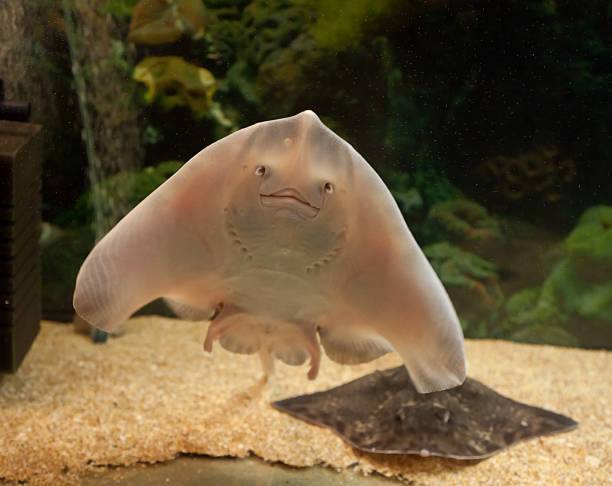 Stingray in the aquarium