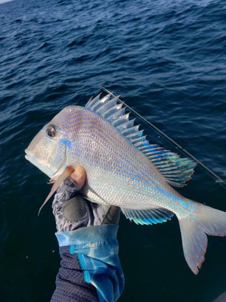 Close-up of a Littlehead Porgy fish displaying brilliant colors just after caught off of St. Petersburg, Florida.