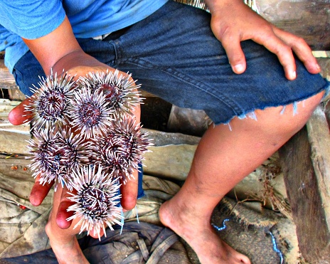 Samoan native holding fresh sea urchin harvested for mealtime. Upolu, Samoa.