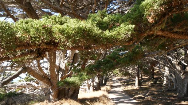 Path in forest or wood, trail in grove. Coniferous pine cypress tree. California Path in forest or wood, footpath trail or footway in old grove or woodland, Point Lobos wilderness, California USA. Pathway or walkway for hiking or trekking. Coniferous pine cypress trees landscape. point lobos state reserve stock pictures, royalty-free photos & images