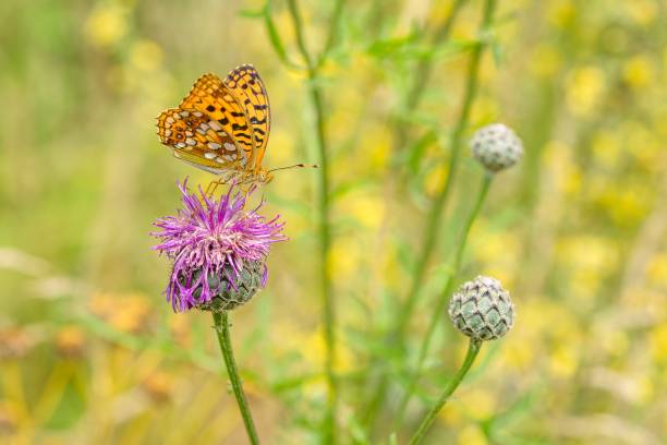 istock Close up image of a High Brown Fritillary 1371994671