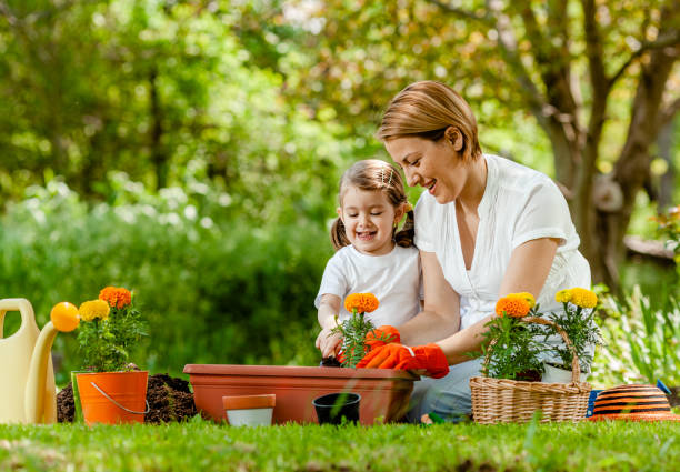 Family potting flowers in the garden Mother potting flowers in the garden together with her daughter formal garden stock pictures, royalty-free photos & images