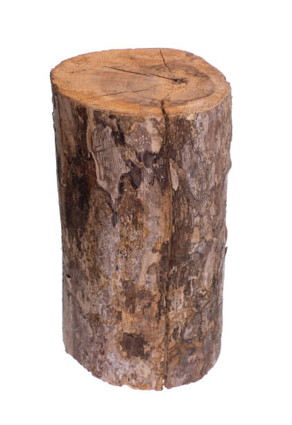 istock birch dry log isolated on white background 1371996052