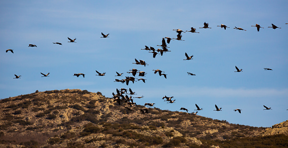 Group of common cranes (Grus) flying in blue sky during migrating from wintering in Laguna de Gallocanta, Aragon, Spain