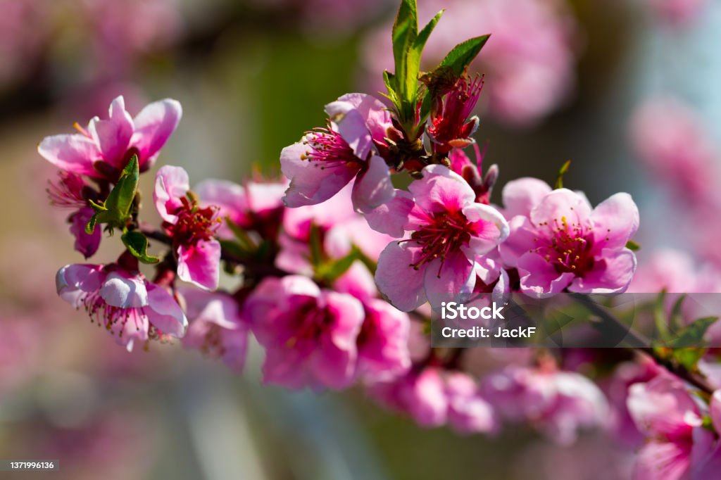 Blooming peach trees in early spring Blossom Stock Photo