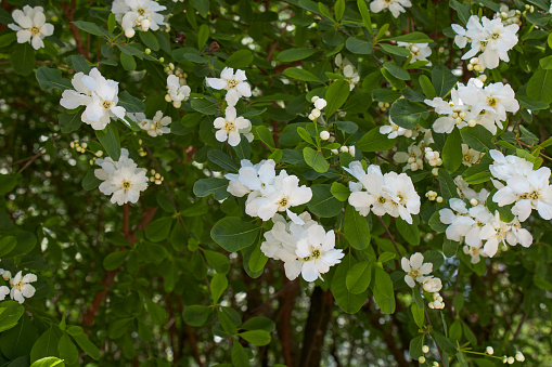 white flowers of Exochorda racemosa shrub