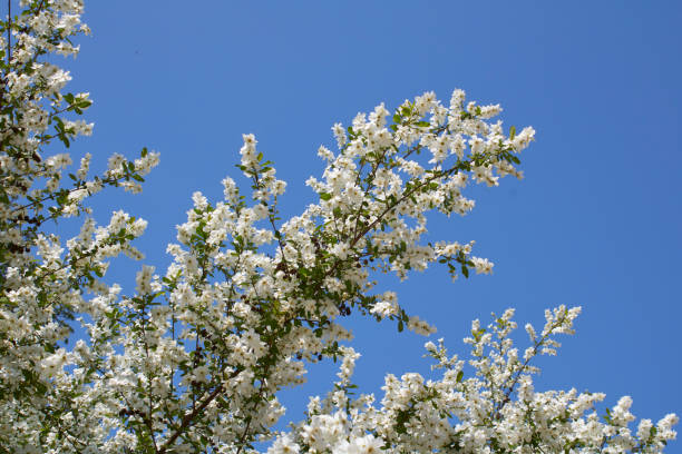 istock Exochorda racemosa in bloom 1371997219
