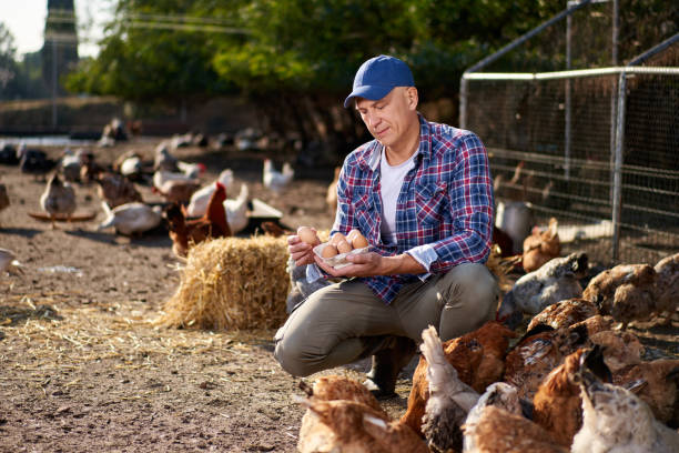 istock male worker in ecological chicken farm 1371997605