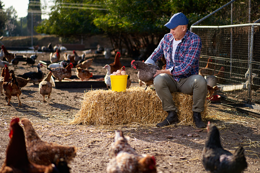 Cropped shot of a man standing in a grassy field on a farm holding a chicken while taking care of a flock of free range chickens.
