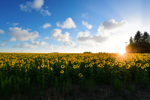 un grand champ de tournesols en fleurs à côté d’une petite ferme alors que le soleil se couche dans la zone nord-ouest intérieure de spokane washington stock photo - washington state spokane farm crop photos et images de collection