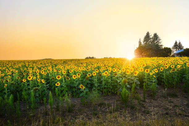 un grand champ de tournesols en fleurs à côté d’une petite ferme alors que le soleil se couche dans la région nord-ouest intérieure de spokane washington - washington state spokane farm crop photos et images de collection