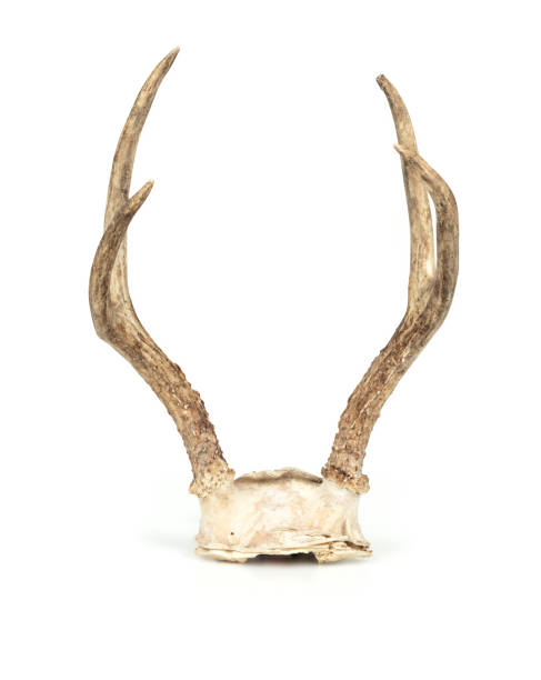 istock Isolated deer antlers or deer rack. 1371998765