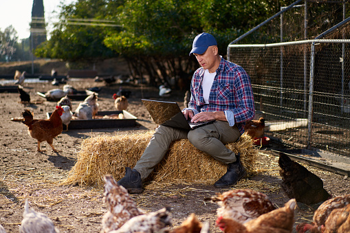 Man with a laptop at chiken farm