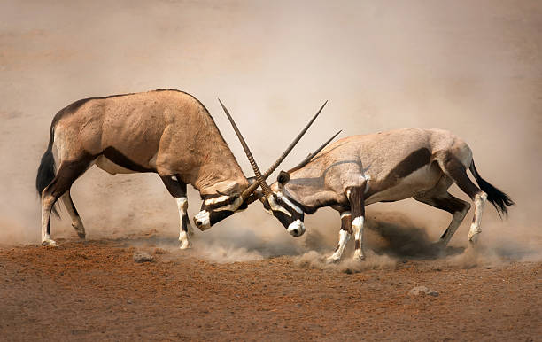Gemsbok fight  Intense fight between two male Gemsbok on dusty plains of Etosha antelope photos stock pictures, royalty-free photos & images