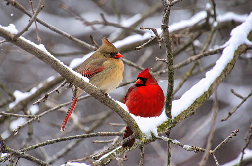 Northern cardinal (Cardinalis cardinalis). Two males perched on a tree branch. Texas.